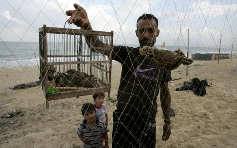 بالصور في غزة.. صيد طيور السمان (الفر)