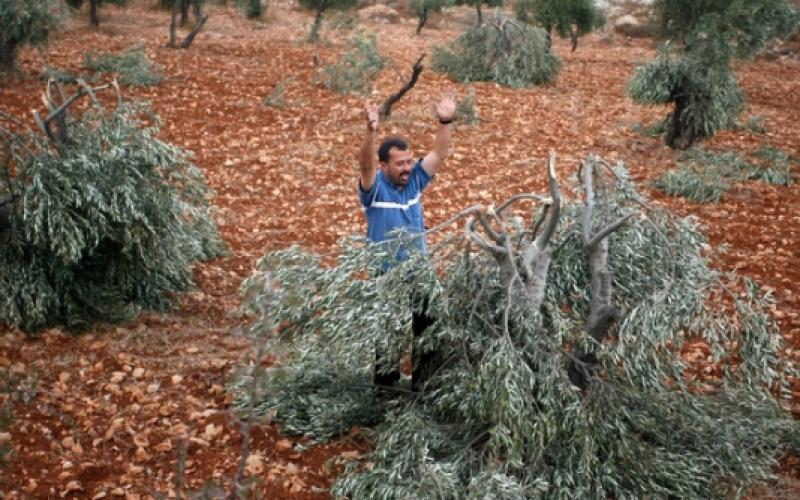 مستوطنين يقتلعون أشجار الزيتون بالضفة