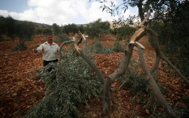 مستوطنين يقتلعون أشجار الزيتون بالضفة