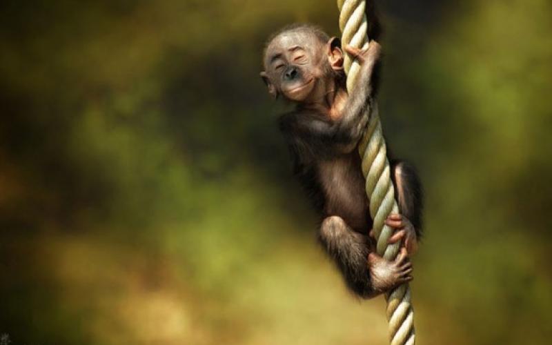 صور طريفة ورائعة لصغار الحيوانات