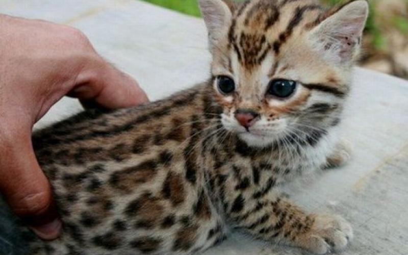 صور طريفة ورائعة لصغار الحيوانات
