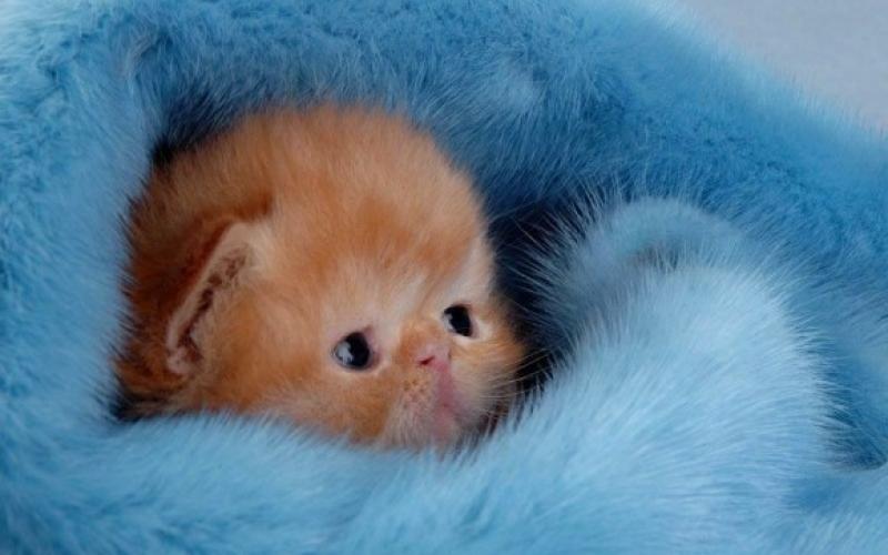 صور طريفة ورائعة لصغار الحيوانات