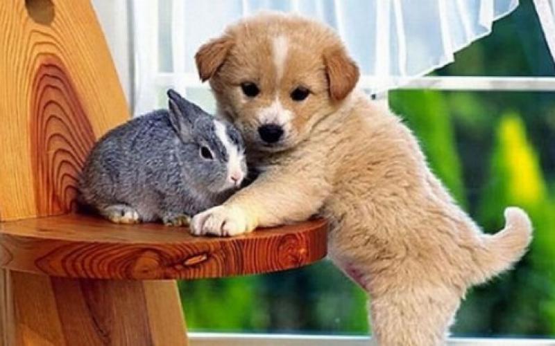 صور طريفة ورائعة لصغار الحيوانات