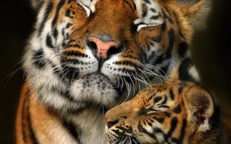 صور طريفة ورائعة لصغار الحيوانات