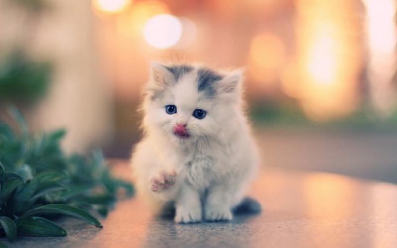 صور طريفة ورائعة لصغار الحيوانات