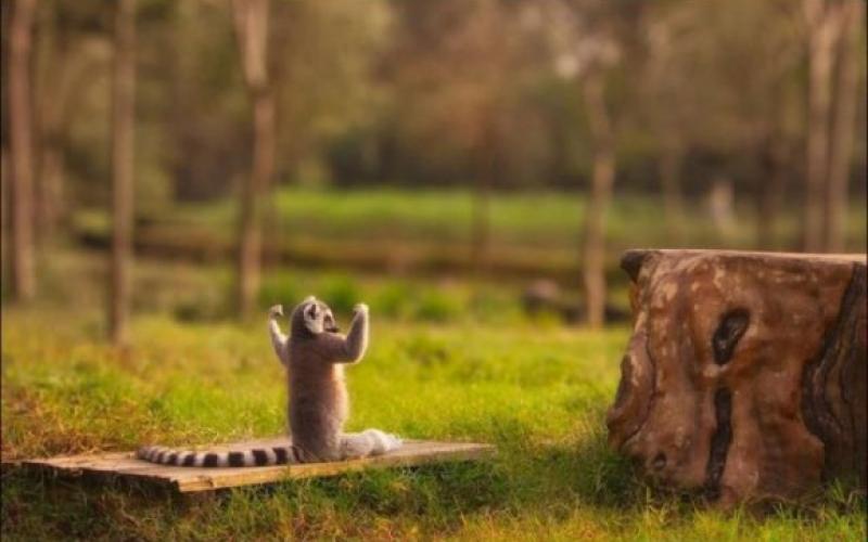 صور طريفة ورائعة لصغار الحيوانات