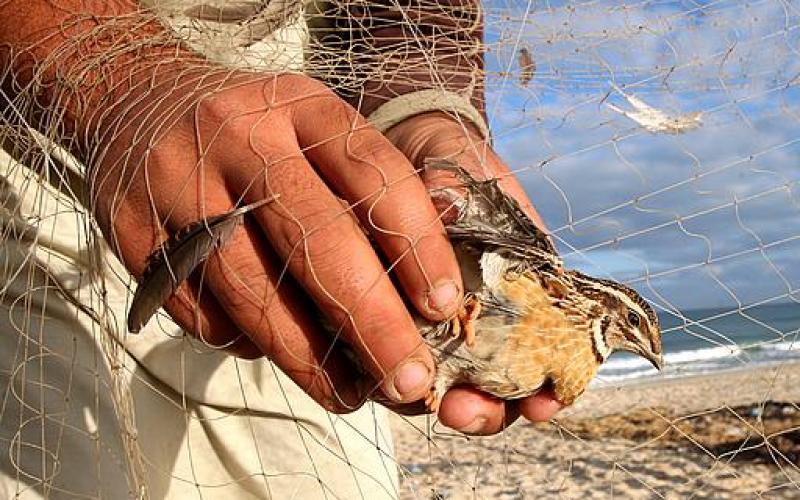 بالصور.. طائر السمان "الفر" يصل غزة