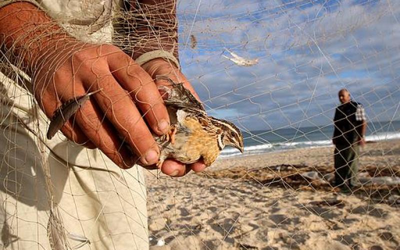 بالصور.. طائر السمان "الفر" يصل غزة