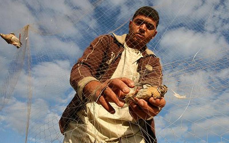 بالصور.. طائر السمان "الفر" يصل غزة