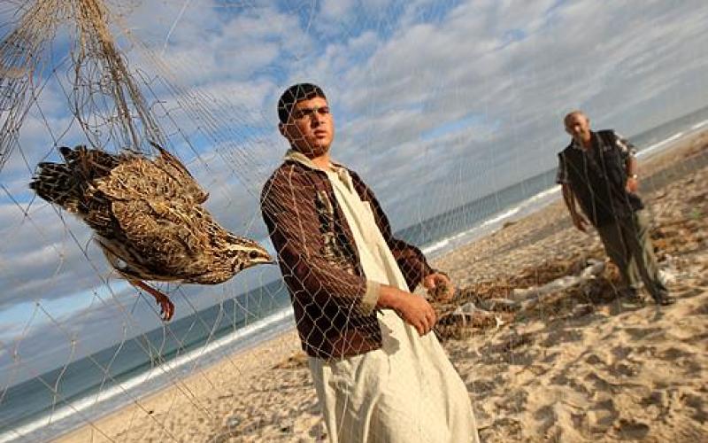 بالصور.. طائر السمان "الفر" يصل غزة
