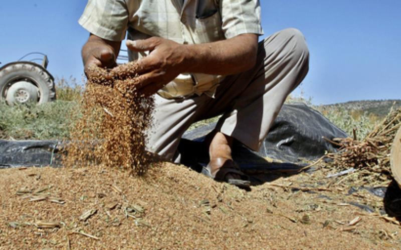 صور.. جني محصول "السمسم" شمال الضفة