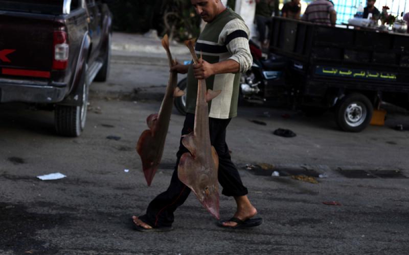 صور: وفرة أسماك بغزة مع اشتداد الحصار