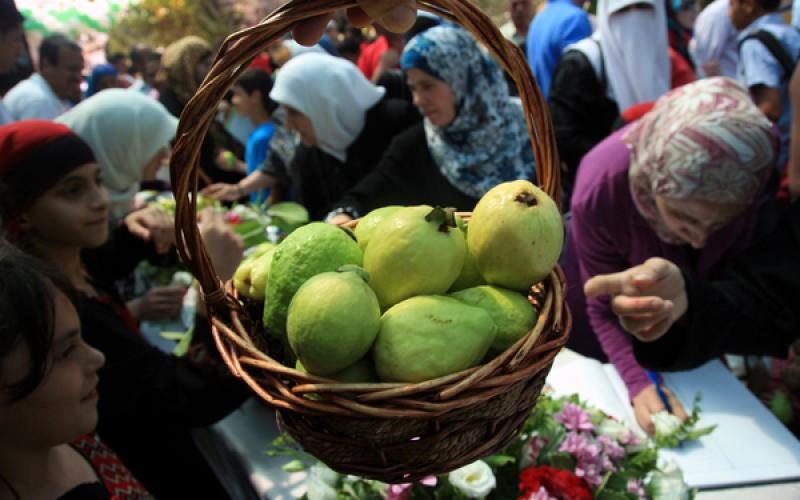 صور: مهرجان "الجوافة" في قلقيلية