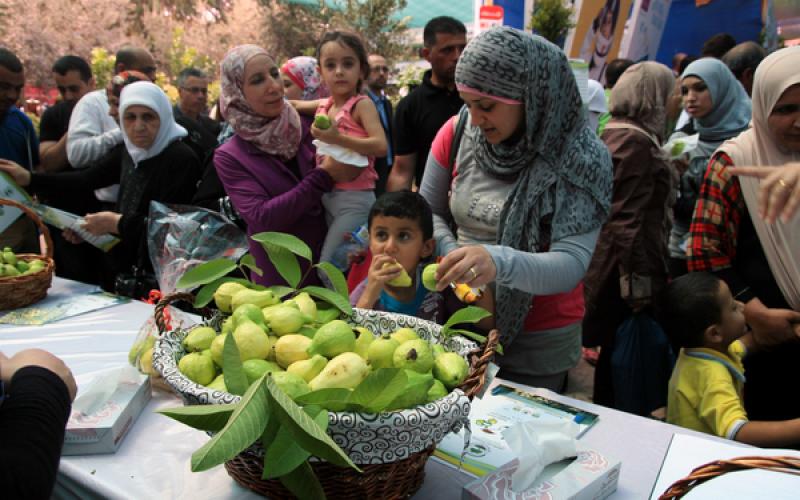 صور: مهرجان "الجوافة" في قلقيلية