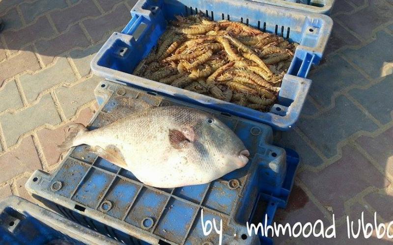 صور: صيد وفير للأسماك على مسافة 6 ميل