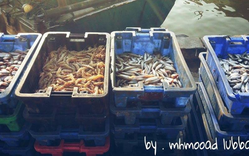 صور: صيد وفير للأسماك على مسافة 6 ميل