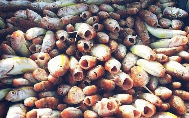 صور: صيد وفير للأسماك على مسافة 6 ميل