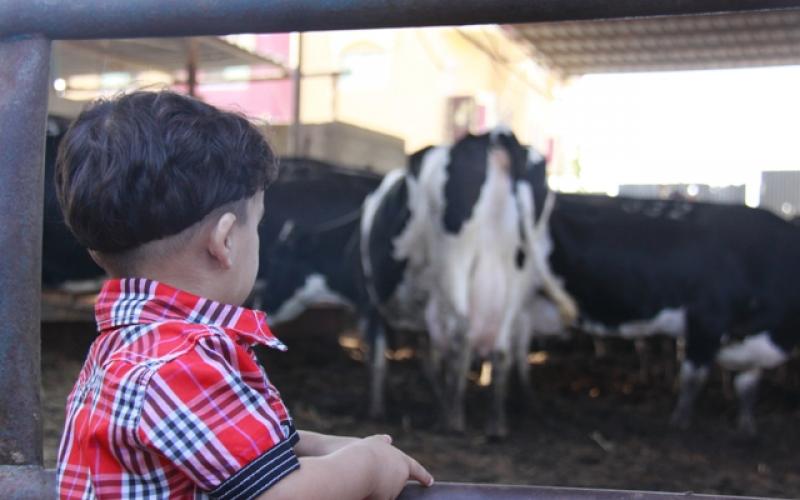 صور: اقبال ضعيف على شراء الأضاحي هذا العام بغزة