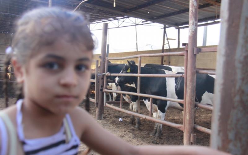 صور: اقبال ضعيف على شراء الأضاحي هذا العام بغزة