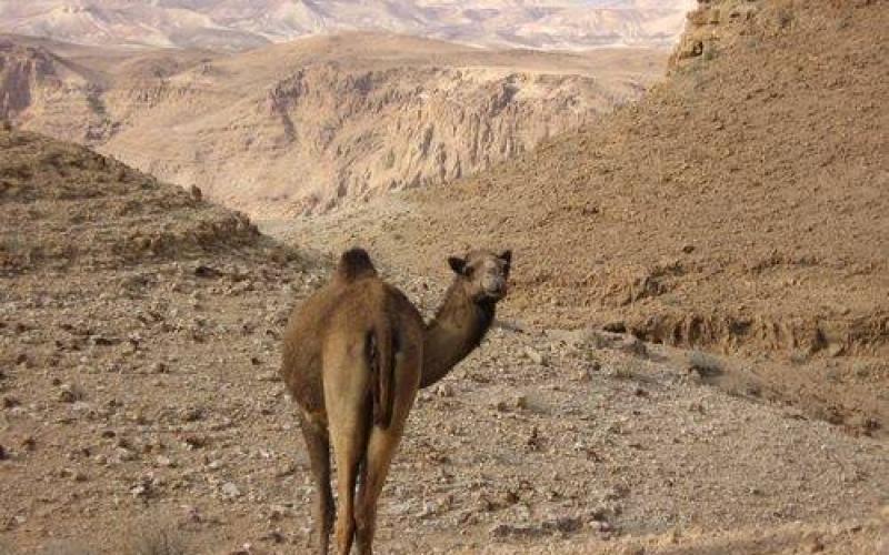 صور: منطقة السد.. بيئة فلسطينية خلابة "مهملة"