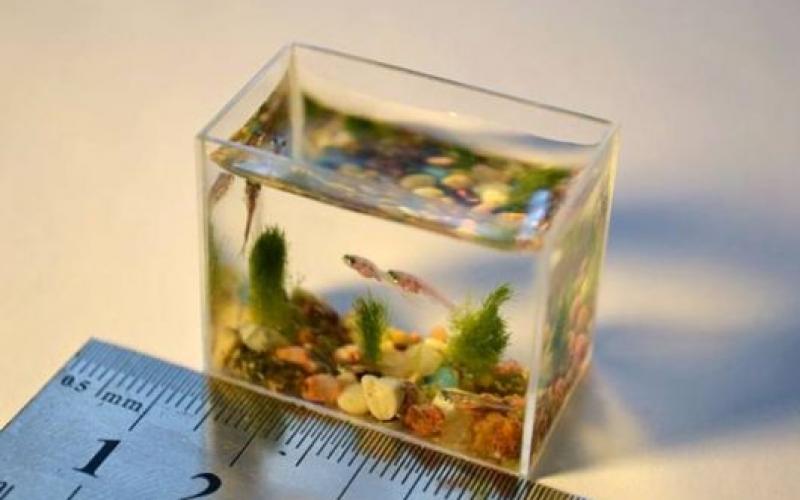 بالصور.. أصغر حوض أسماك بالعالم‏