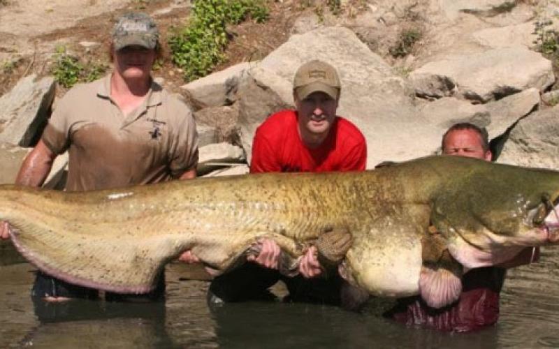 سمكة عملاقة طولها مترين ونصف