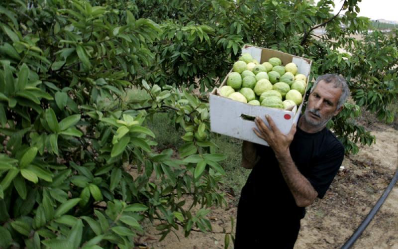 بالصور.. موسم قطف فاكهة "الجوافة" بغزة