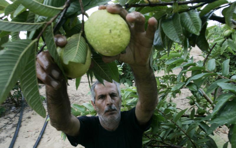 بالصور.. موسم قطف فاكهة "الجوافة" بغزة