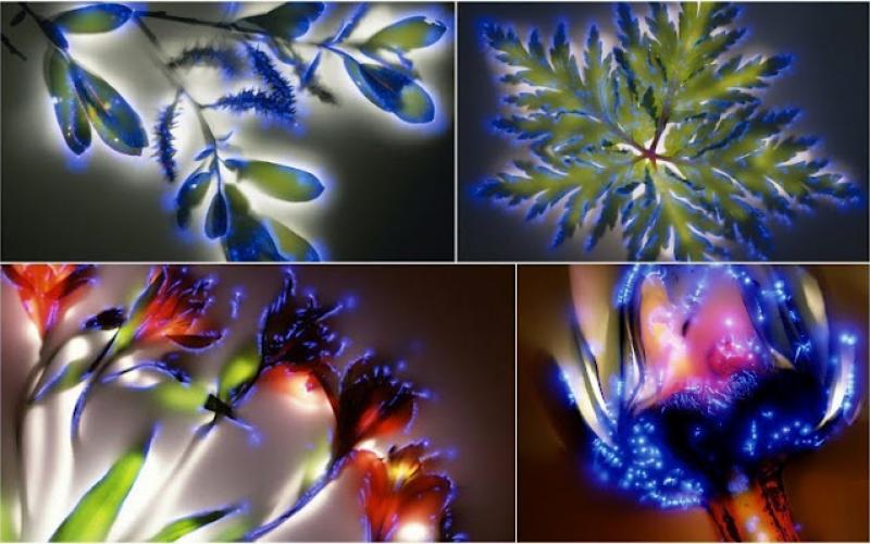 صور.. زهور سلطت عليها 80.000 فولت