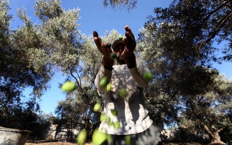 صور.. موسم جني "الزيتون" في غزة