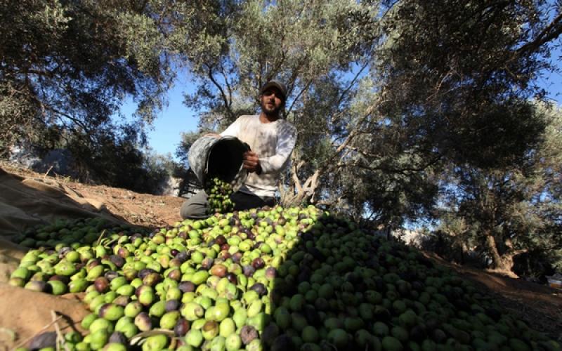 صور.. موسم جني "الزيتون" في غزة