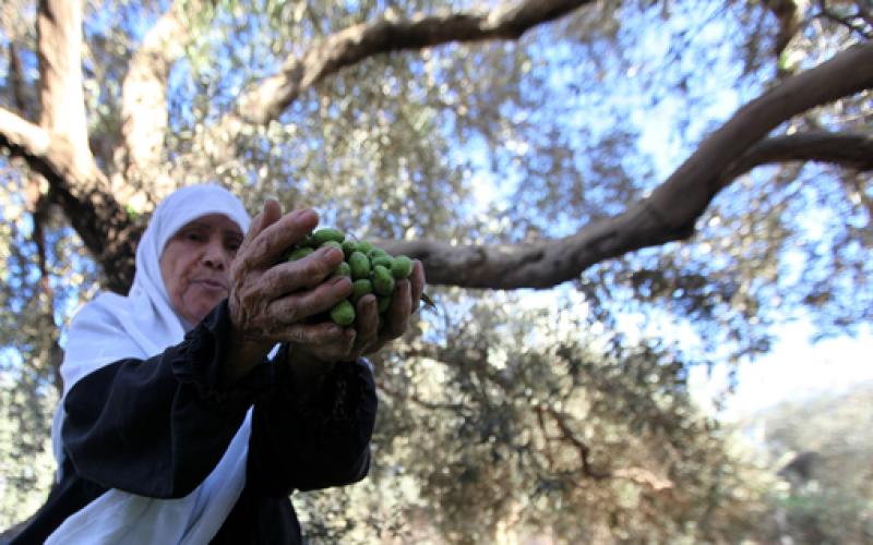 صور.. موسم جني "الزيتون" في غزة