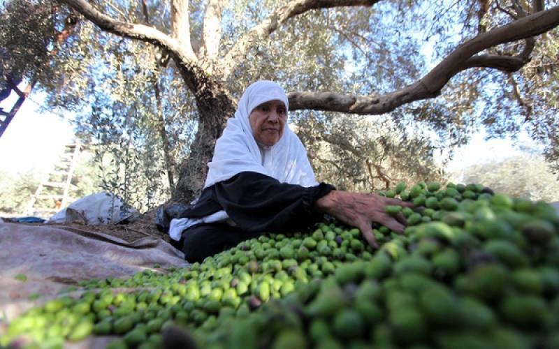 صور.. موسم جني "الزيتون" في غزة