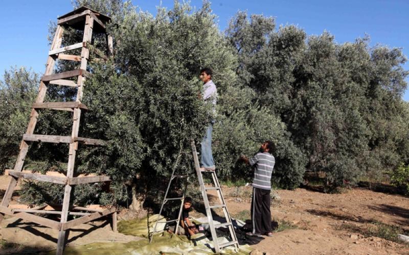 صور.. موسم جني "الزيتون" في غزة