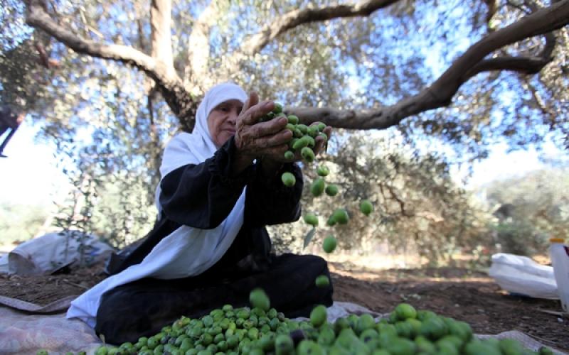 صور.. موسم جني "الزيتون" في غزة