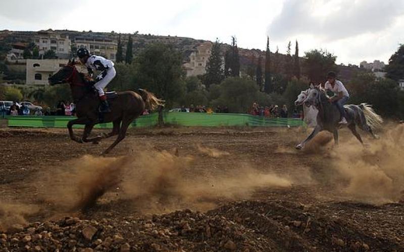 صور.. الحصان "إدوارد" بطل فلسطين للسرعة