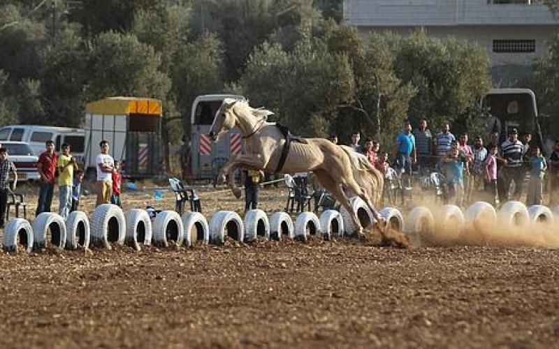 صور.. الحصان "إدوارد" بطل فلسطين للسرعة