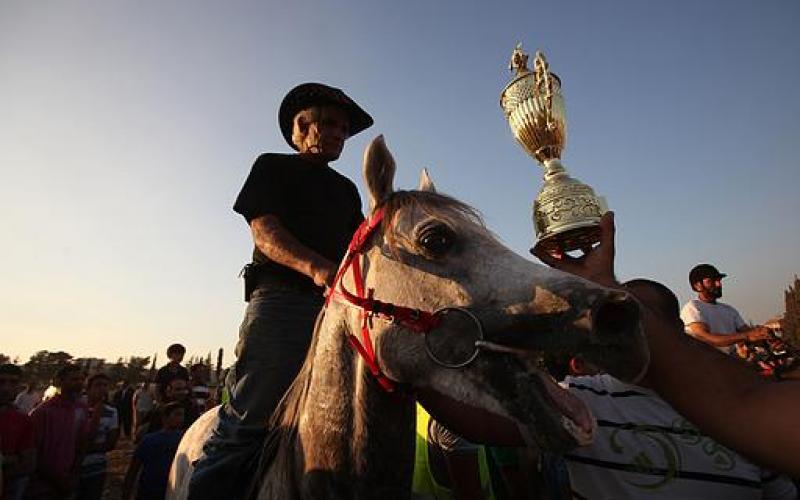 صور.. الحصان "إدوارد" بطل فلسطين للسرعة