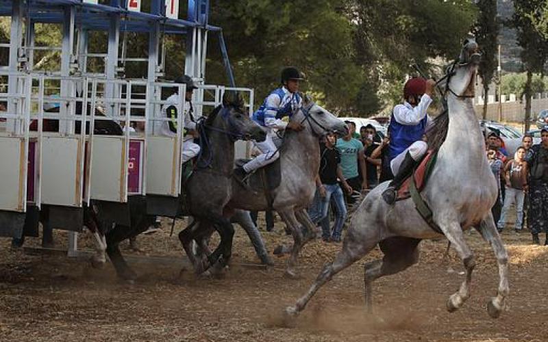 صور.. الحصان "إدوارد" بطل فلسطين للسرعة