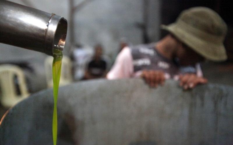 صور.. عصر "الزيتون" واستخراج "الزيت" بغزة