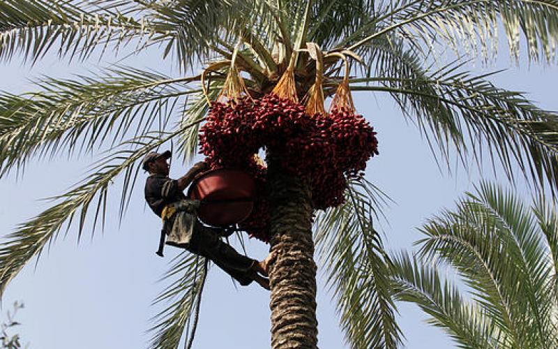 صور.. موسم جني "البلح" جنوب قطاع غزة