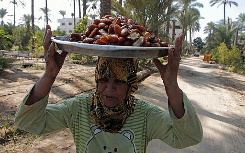 صور.. موسم جني "البلح" جنوب قطاع غزة