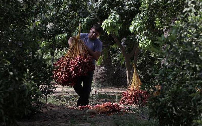 صور.. موسم جني "البلح" جنوب قطاع غزة