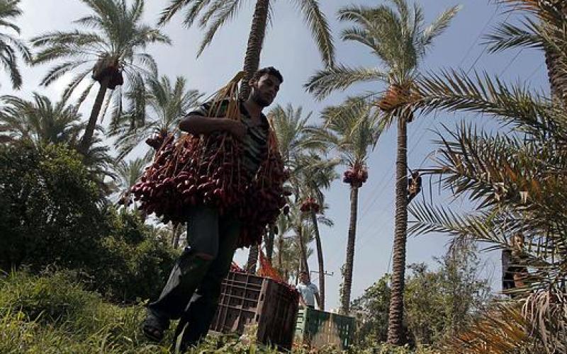 صور.. موسم جني "البلح" جنوب قطاع غزة