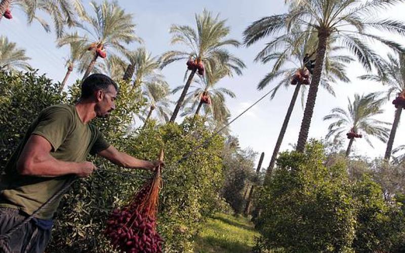 صور.. موسم جني "البلح" جنوب قطاع غزة