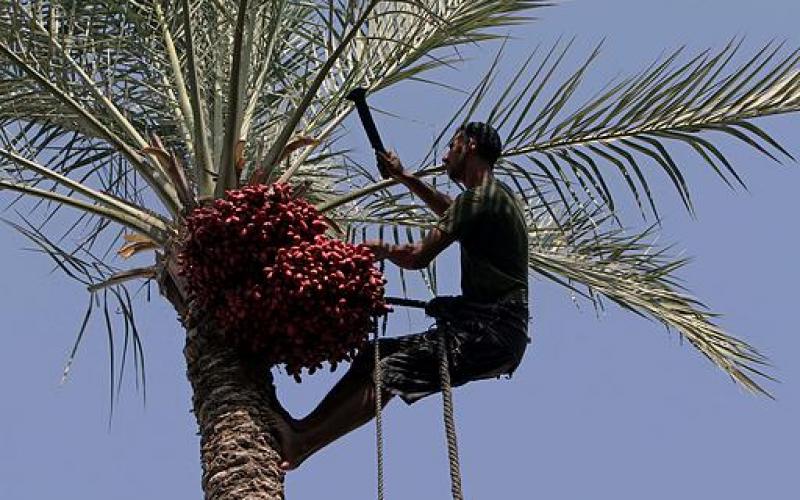 صور.. موسم جني "البلح" جنوب قطاع غزة