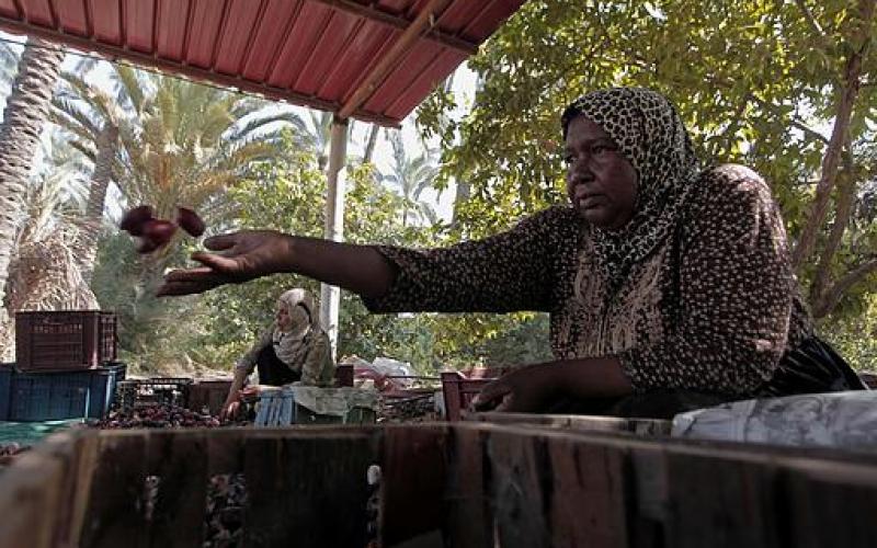 صور.. موسم جني "البلح" جنوب قطاع غزة