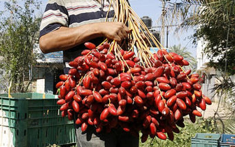 صور.. موسم جني "البلح" جنوب قطاع غزة