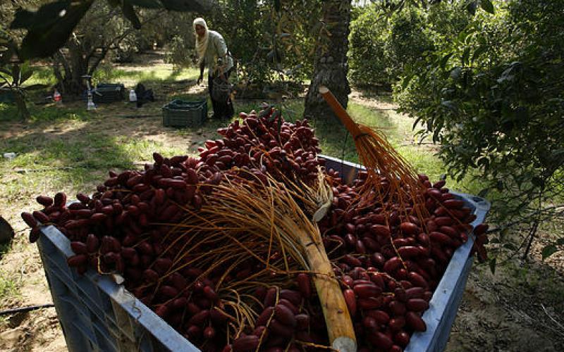 صور.. موسم جني "البلح" جنوب قطاع غزة