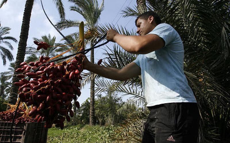 صور.. موسم جني "البلح" جنوب قطاع غزة